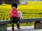 油菜花：金色海洋里的诗意