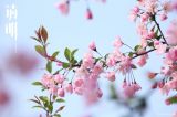 清明时节宁静致远