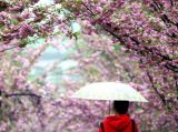 雨中樱花：烂漫的校园樱花大道