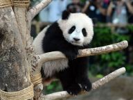 熊猫外交：马来西亚为熊猫取名“暖暖”