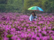 【春暖花开】十里杜鹃扮靓美丽乡村