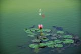 节气微课堂·立夏：绿荫冉冉遍天涯
