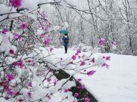 大兴安岭：五月飞雪看百里杜鹃