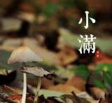 微视频 丨 【节气微课堂】小满·小满小麦粒渐满 