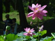 【这里是北京】圆明园荷花盛开