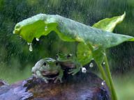 趣图：青蛙拿树叶当雨伞避雨