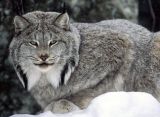 《野生动物的保护者》猞猁和克莱顿·阿普