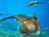 人类颌骨进化于史前鱼类？