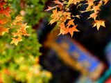 【大美中国】寻找最美的秋日童话