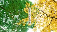 处暑-夏天的背影