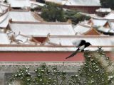 【初雪印象】最美是故宫雪