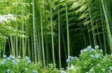 北纬30°·中国行（44）