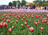 早春花海：郁金香花展