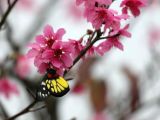 早春印象：百花争艳次第开