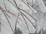 【绝美风光】雨雪大风“联手”打造奇特冰挂