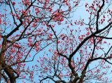 早春花海：梅花绽放春意浓