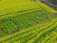 油菜花田里种出“增收梦”