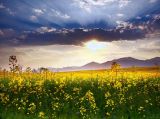 【大美中国】油菜花田：夕阳西下的静谧