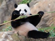 旅美大熊猫“宝宝”成长记