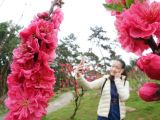 早春花海：桃花绽放引客来