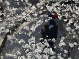【春暖花开】武大樱花：花满枝头 游人如梭