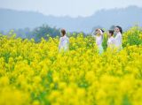 【春暖花开】郁金香、油菜花竞相绽放