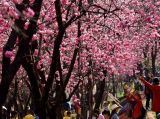 【春暖花开】圆通樱潮：赏烂漫花海