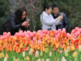 【春暖花开】足不出户带你去“踏青”