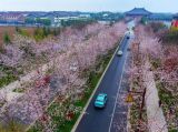 【春暖花开】俯拍扬州“樱花大道”