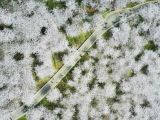 【春暖花开】樱花绽放 如云似雪