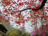 张家界：春天的“红枫秋色”