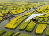 【大美中国】油菜花：千垛花开金满地