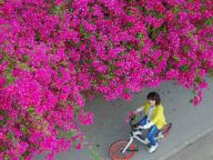 【踏青赏花】三角梅的“浪漫”之旅