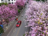 【大美中国】花海扮靓大街小巷