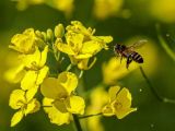 摄影小课堂：油菜花田的“灵动”