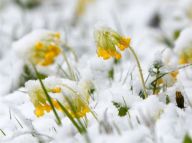 【异地风情】春雪“遮”不住万物复苏