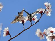 【踏青赏花】新疆哈密：山杏花开迎客来
