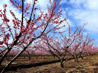 【一带一路·好风光】甘肃张掖：祁连山下桃花开