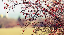 宣讲家网评论丨焦成举：深化改革要科学处理四大关系 