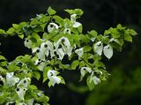 植物界“活化石”：“鸽子花”