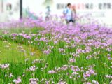 【夏花烂漫】紫娇花开