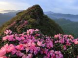 【夏花烂漫】光雾山杜鹃