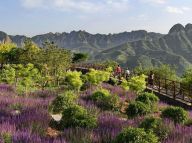 河北涉县：“青山”变“金山”