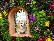 【夏花烂漫】切尔西花展