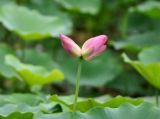 【夏花烂漫】荷花：罕见并蒂莲