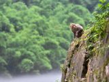 重庆“小三峡”：两岸“猿声”啼不住