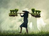 芒种：盛夏该“忙”些什么
