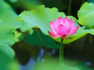 【夏花烂漫】杭州西湖荷花渐次开
