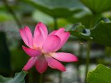 【夏花烂漫】水上公园荷花次第开