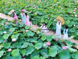 【夏花烂漫】荷花池边的风景线